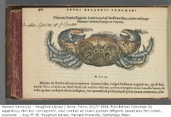thumbnail - De Aquatilibus - Crab