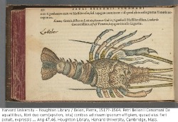 thumbnail - De Aquatilibus - Lobster