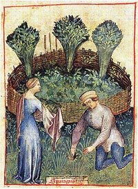 thumbnail - Tacuinum of Paris (asparagus)