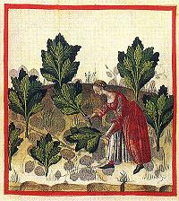 thumbnail - Tacuina sanitatis (cabbage)